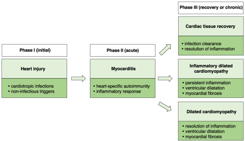 The picture shows the pathogenetic mechanisms involved in myocarditis and progression to dilated cardiomyopathy.