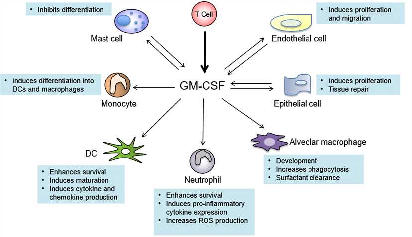 Cell types that produce and respond to GMCSF.