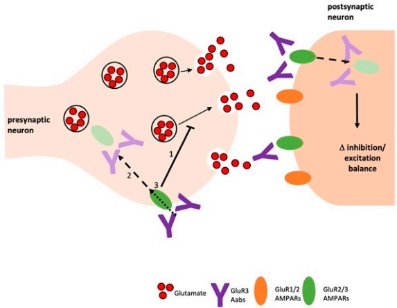 Model of GluR3 antibody-mediated in vitro cytotoxicity