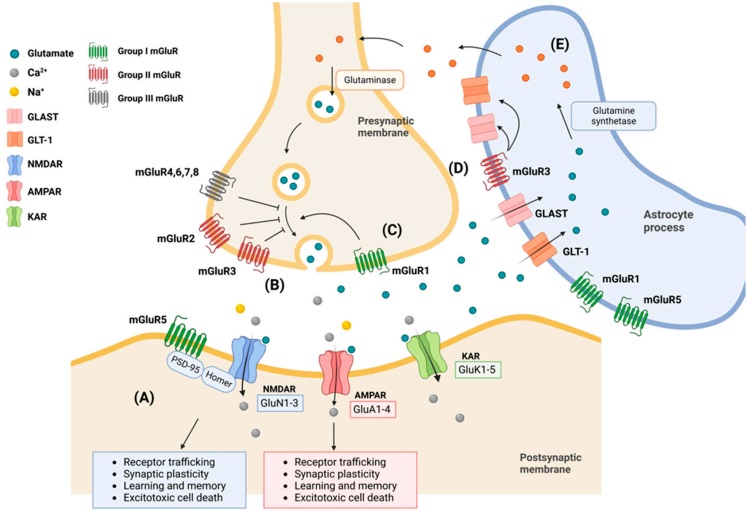 Fig.2 GluR3 and related proteins are involved in epilepsy development. (Chen, et al., 2023)