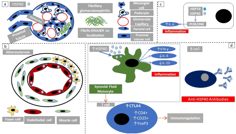Fig.1 Role of HSP60/65 in immune response. (Androvitsanea, et al., 2021)