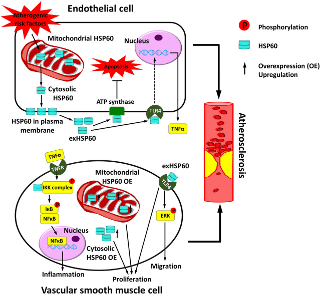 Fig.2 Vascular HSP60 and atherosclerosis. (Duan, et al., 2020)