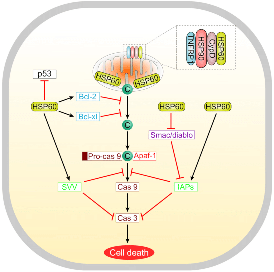 Fig.3 HSP60 regulates tumor cell death pathways. (Hoter, Sandra and Hassan, 2020)