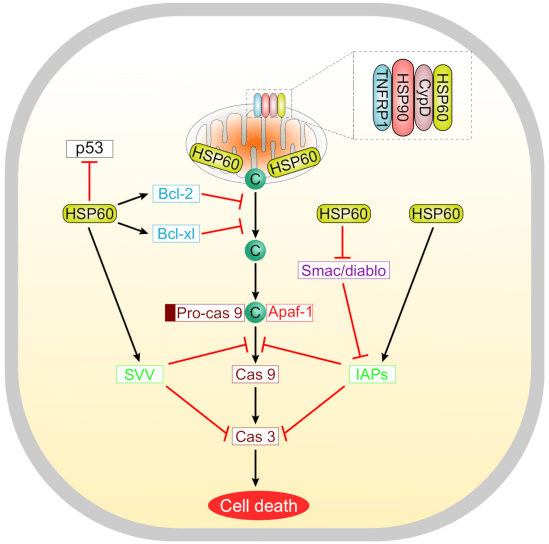 HSPs in the tumor cell and immunity.