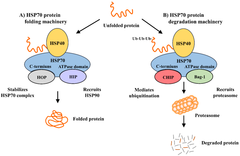 Fig.1 HSP70 molecular chaperone machines. (Kim, et al., 2020)