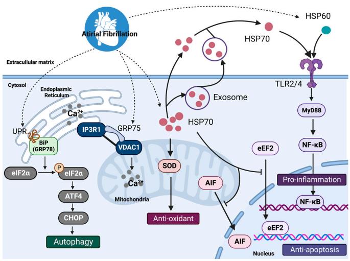 Fig.2 HSP 70 in atrial fibrillation. (Liu, et al., 2022)