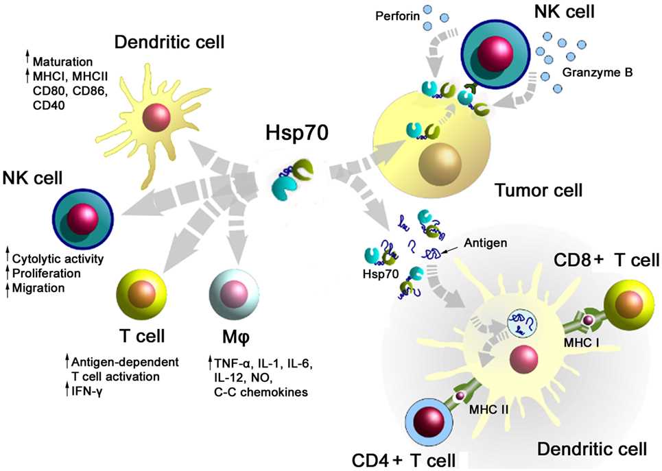 Major immune-modulatory functions of HSP 70 either alone bound to exosomes or in combination with tumor-derived peptides.