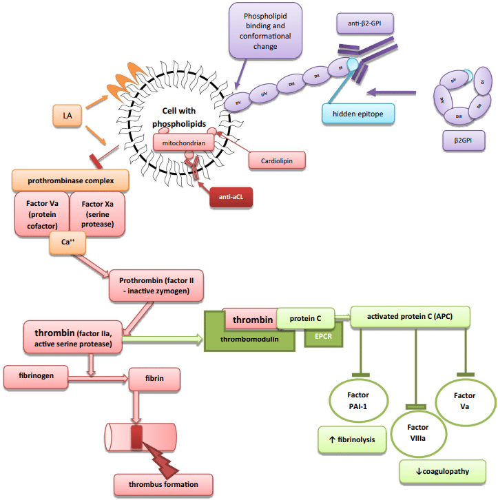 Fig.1 Association of antiphospholipid antibodies with clinical activity. (Grygiel-Górniak and Łukasz, 2023)