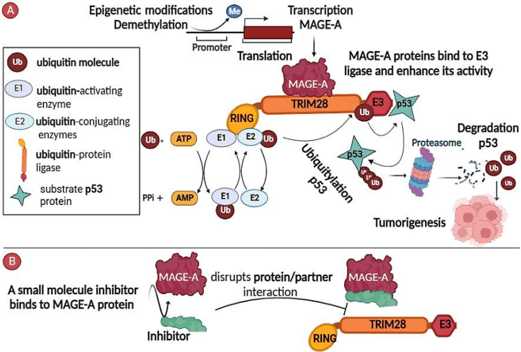 Fig.1 MAGE-A antigens for cancer immunotherapy. (Alsalloum, Julia and Sergey, 2023)