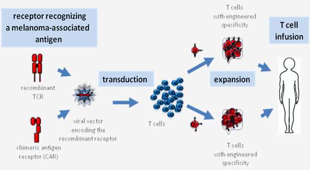 Adoptive cell therapy with redirected T cells. 