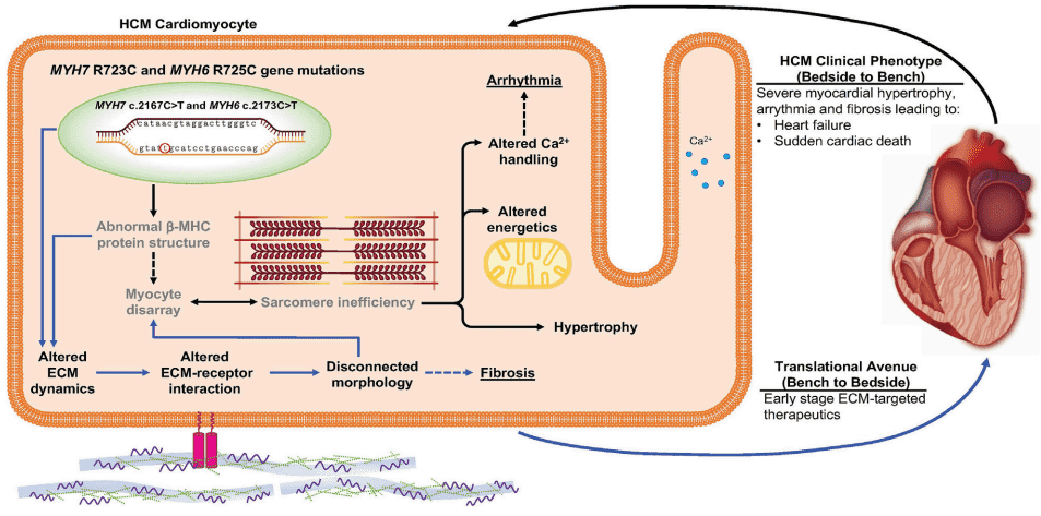 Fig.2 Hypertrophic cardiomyopathy due to sarcomeric gene mutations. (Hsieh, et al., 2022)