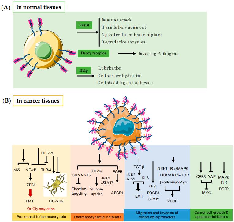 Fig.1 MUC1 as a therapeutic target in cancer. (Chen, et al., 2021)