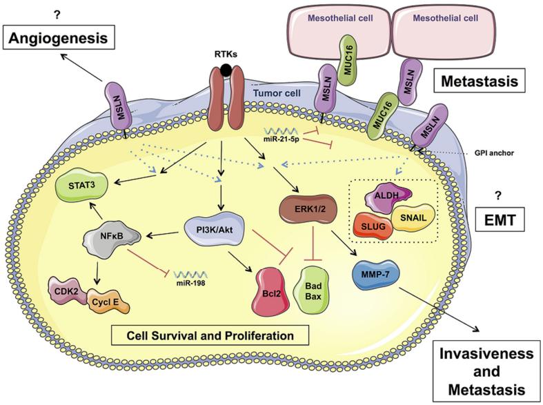 Fig.1 MSLN in PDAC progression. (Montemagno, et al., 2020)