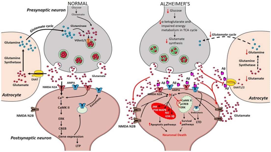 Fig.3 NMDA receptor in Alzheimer's disease. (Bukke, et al., 2020)