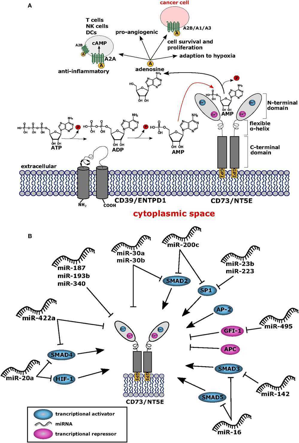 Structure and function of CD73/NT5E.