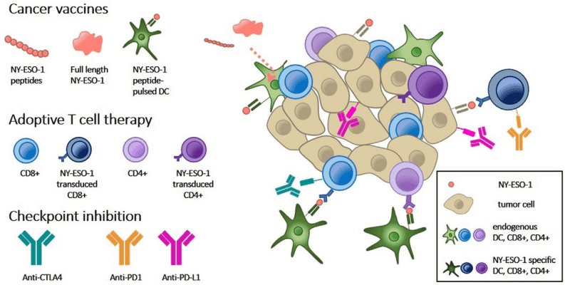 Fig.1 NY-ESO-1 based immunotherapy of cancer. (Thomas, et al., 2018)