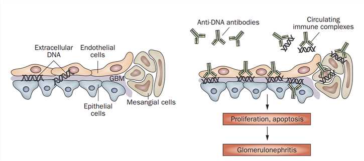 Induction of glomerulonephritis by SLE-associated anti-dsDNA antibodies.