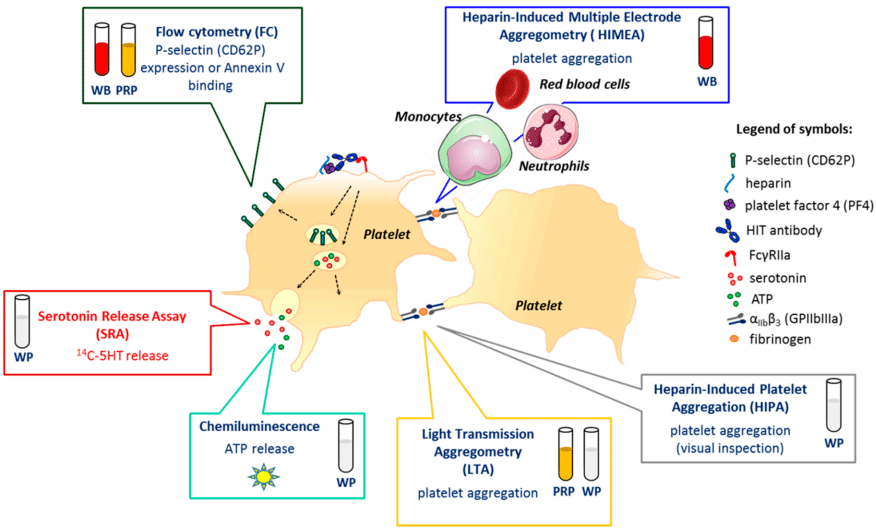 Fig.1 Functional assays in the diagnosis of heparin-induced thrombocytopenia. (Tardy, et al., 2020)