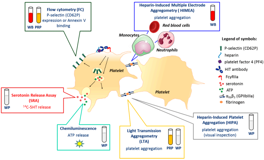 Platelet-associated immunoglobulin and antibodies against platelets.