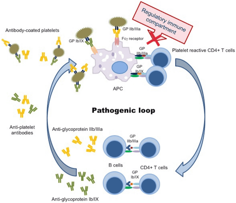 Fig.2 Anti-platelet antibodies in ITP. (Consolini, Annalisa and Maria, 2016)