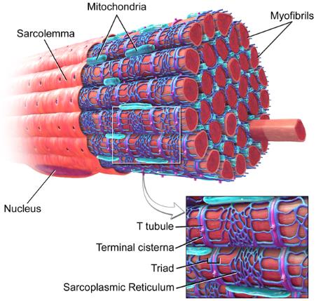 Fig.1 The skeletal muscle fiber. (https://commons.wikimedia.org/wiki/File:Blausen_0801_SkeletalMuscle.png)