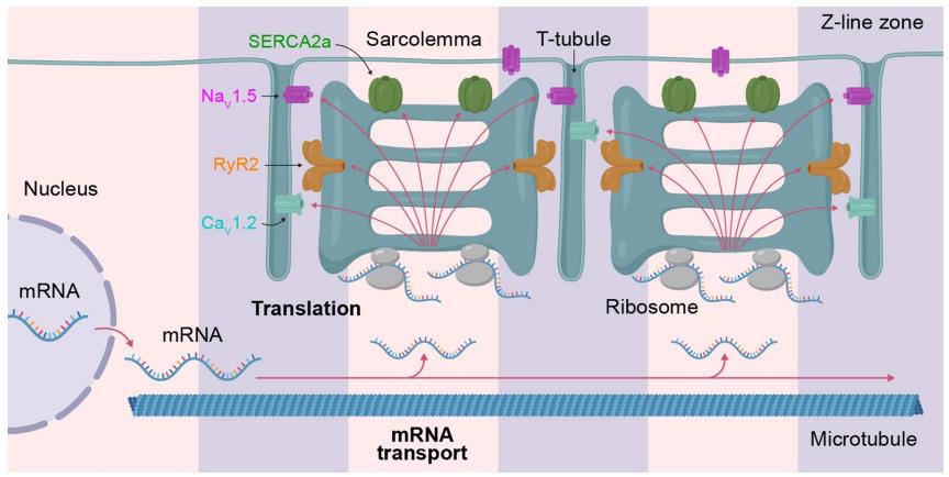 Fig.2 The myocardial sarcolemma function. (Bogdanov, et al., 2021)