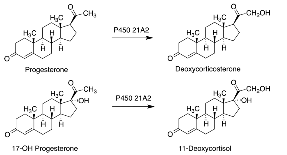 Reactions catalyzed by CYP21A2.