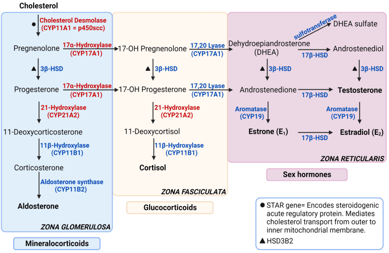 Fig.2 An overview of the steroidogenic pathways. (Wolff, Isil and Bergithe, 2023)
