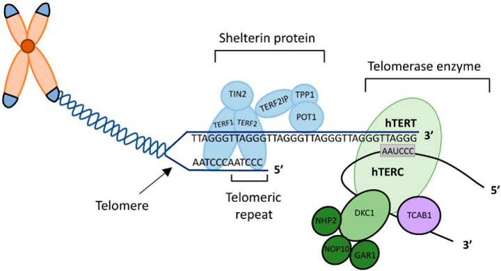 Fig.1 Telomere and telomerase structure. (Button, et al., 2022)