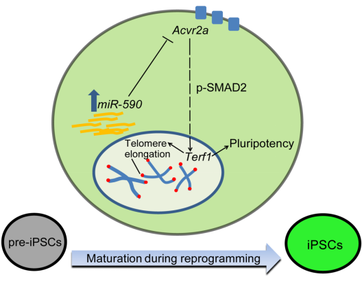 miR-590/Acvr2a/Terf1 axis regulates the elongation and pluripotency of pre-iPSCs. 