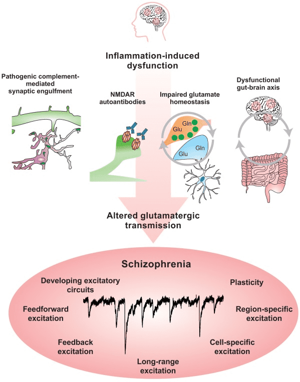 Fig.1 Autoantibodies in immune-mediated schizophrenia. (Comer, et al., 2020)