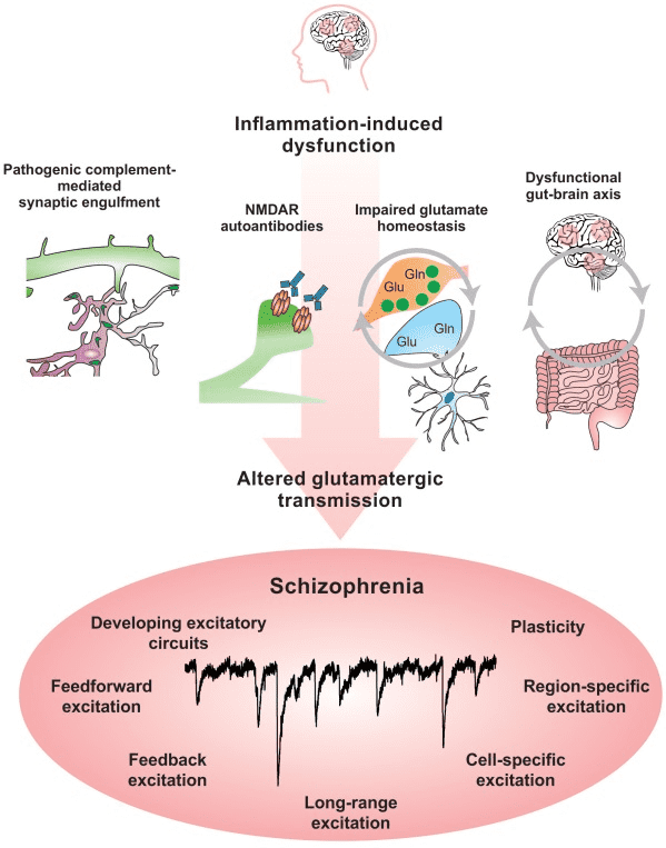 Possible mechanisms of immune-mediated causation of psychosis (Schizophrenia).