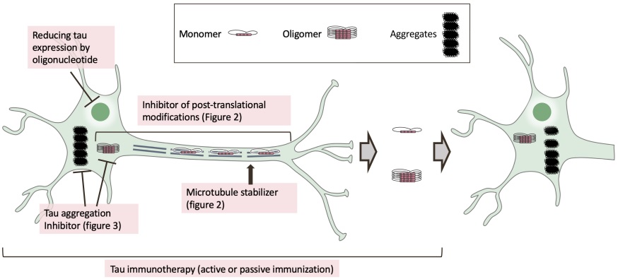 Fig.1 Tau-targeted drug action mechanism. (Soeda and Akihiko, 2020)