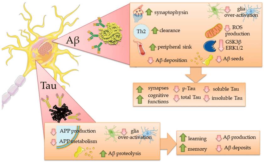Fig.2 Anti-Tau antibodies on the second AD hallmark. (Silvestro, Andrea and Emanuela, 2022)