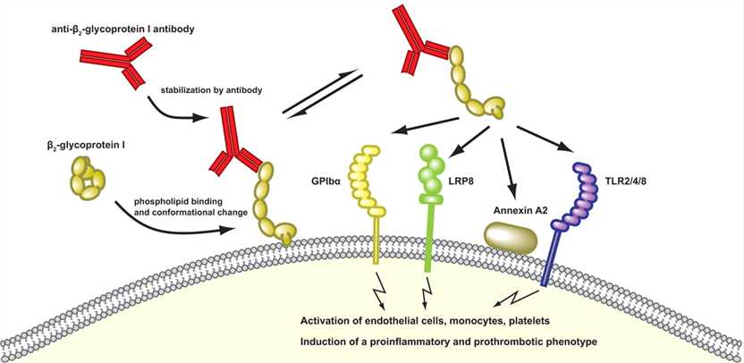 Sequence of events leading to cellular activation by β2GPI-antibody complexes