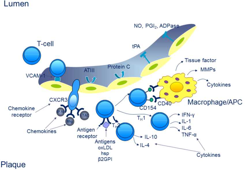 Endothelial activation during atherosclerosis