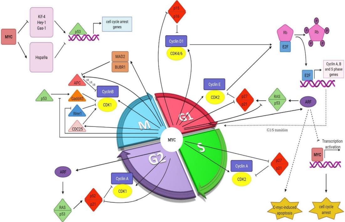 Fig.1 Myc and cell cycle control. (Ahmadi, et al., 2021)