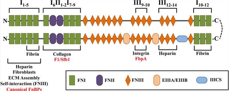 Schematic diagram of the multidomain architecture of a cellular Fn heterodimer.