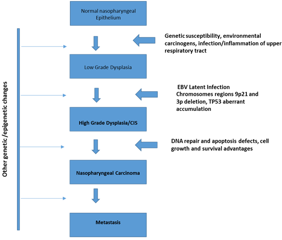 Etiology and pathogenesis of NPC.