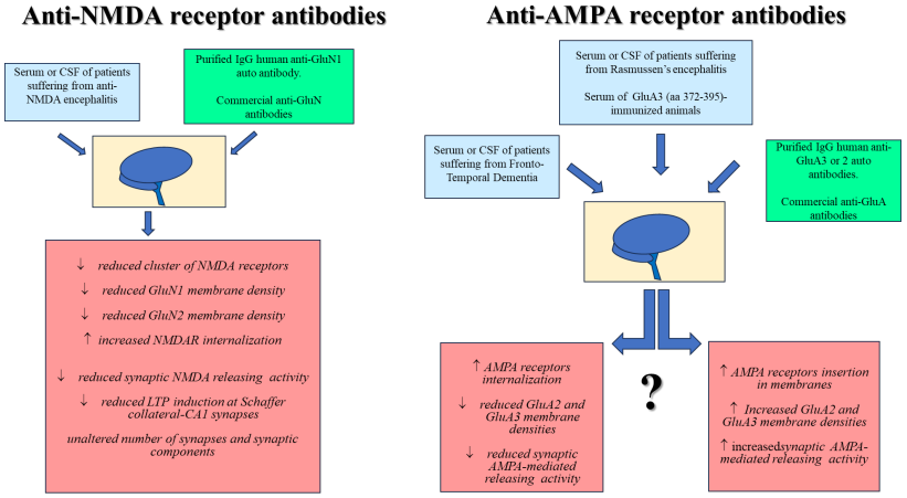 Fig.1 The effect of anti-NMDA and anti-AMPA receptor antibodies. (Olivero, Alessandra and Anna, 2023)