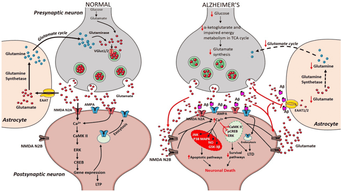 Fig.2 The glutamatergic neurotransmission in the development of Alzheimer’s disease. (Bukke, et al., 2020)