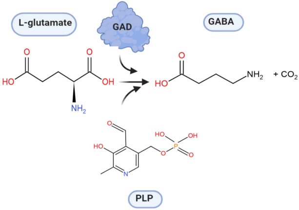 Fig.1 The catalytic effect of GAD. (Yogeswara, Suppasil and Dietmar, 2020)