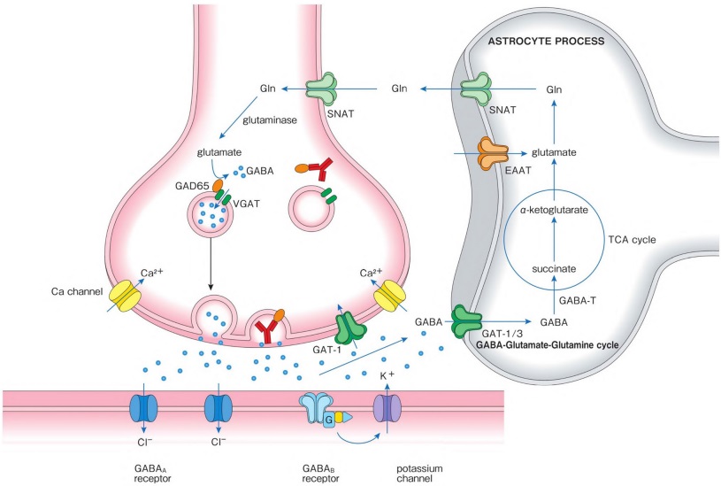 Fig.2 Pathogenic effects of anti-GAD65 Ab. (Mitoma and Mario, 2023)
