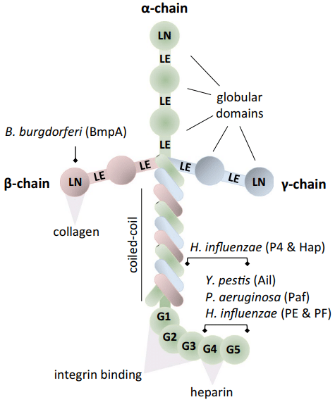 Fig.1 The molecular structure of laminin. (Vaca, et al., 2020)