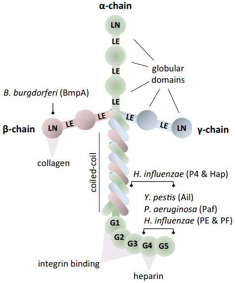 Structure of the Four Main Laminins Involved in Immune System Interactions.