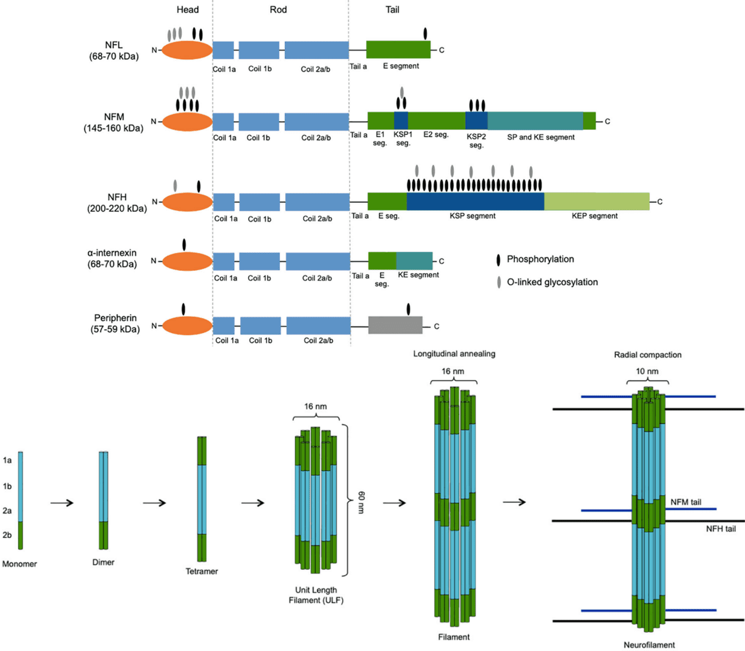 Fig.1 NF structure and composition diagram. (Verde, Markus and Vincenzo, 2021)