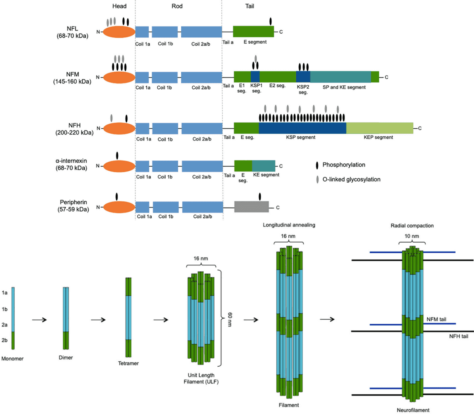 Domain structure of NF subunits and NF assembly.