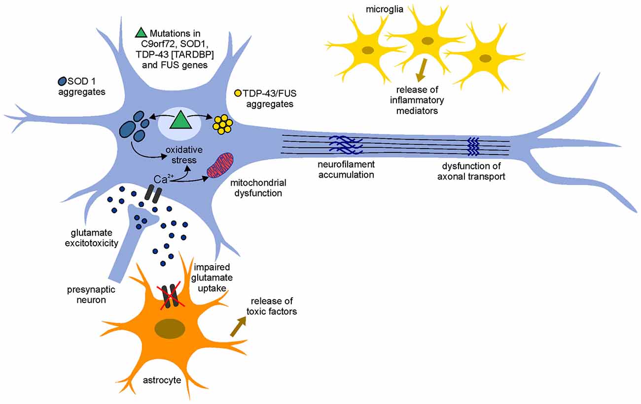 Pathogenetic mechanisms involved in ALS