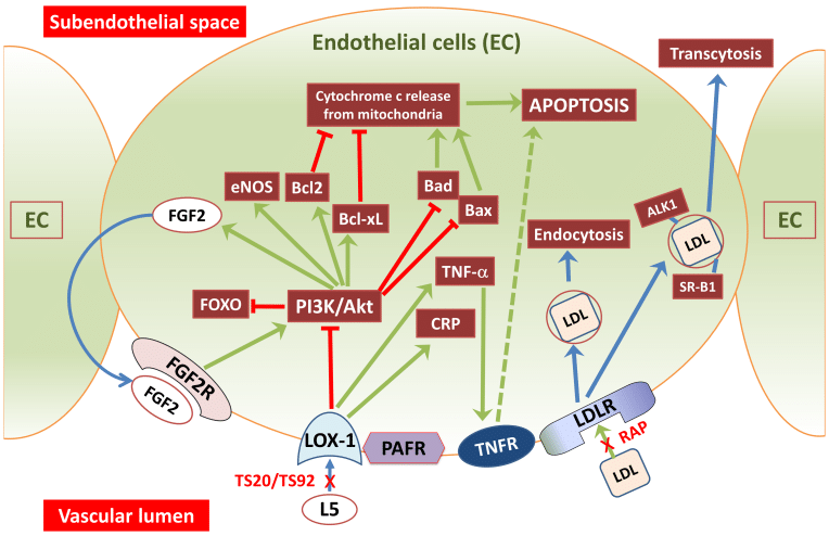 Fig.2 LDL signaling networks in AD pathogenesis. (Akyol, et al., 2023)
