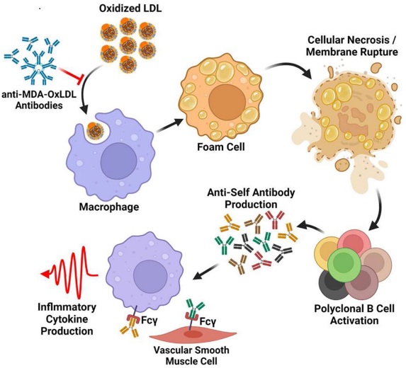 Fig.3 The process of atherosclerosis development. (Taylor, et al., 2022)